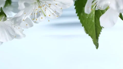 Slow motion blue water surface ripple, white macro sakura cherry flowers blossom Vídeo Stock 247038332