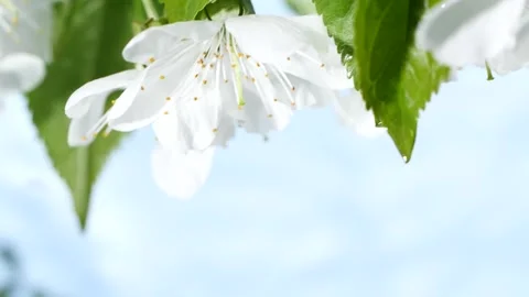 Slow motion blue water surface ripple, white macro sakura cherry flowers blossom Stock Footage 247427840