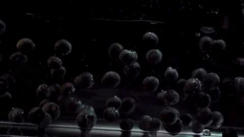Slow Motion Of Blueberries Floating Into Water Against Black Background. Stock Footage 111752793