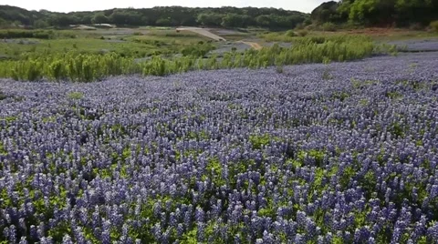 Slow Motion of Bluebonnet Field. 스톡 동영상 49661546