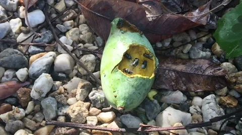 Slow motion bluebottle flies crawl and suck mango juice from rotten mango Stock Footage 67407170