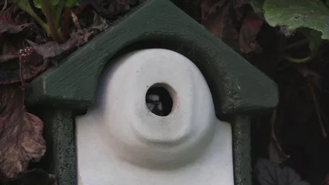 Slow Motion of bluetit descending from its bird-box 動画素材 76606885