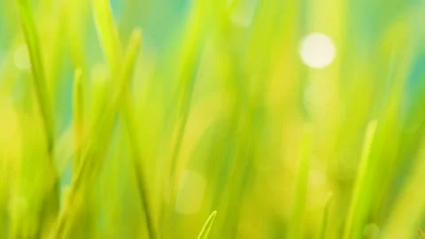 Slow motion blurred germinated sprouts of wheat, closeup green grass background 스톡 동영상 151130389