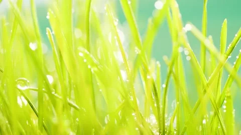 Slow motion blurred germinated sprouts of wheat, closeup green grass background Stock Footage 151434769