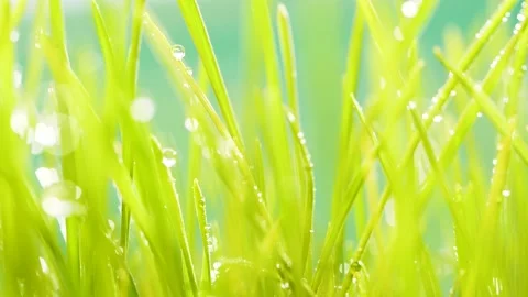 Slow motion blurred germinated sprouts of wheat, closeup green grass background Stock Footage 159524564