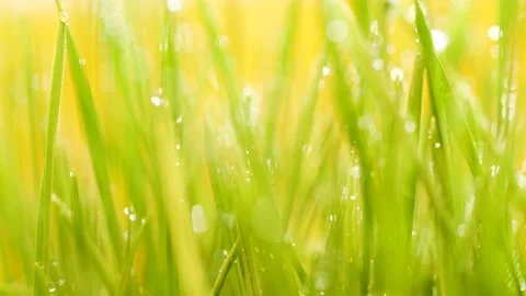 Slow motion blurred germinated sprouts of wheat, closeup green grass background Stock Footage 163611690