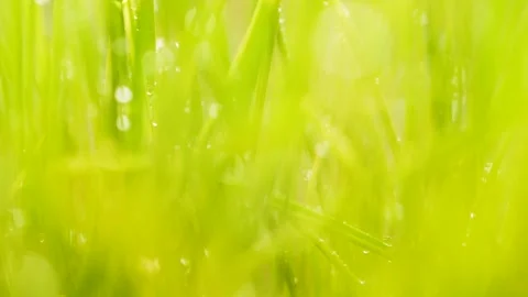Slow motion blurred germinated sprouts of wheat, closeup green grass background Vídeo Stock 166332708