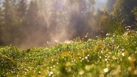 Slow motion blurred green grass with water drops. Slider motion 4k dolly footage Stock Footage 88530209