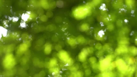 Slow motion of blurred leaves in a forest Stock Footage 262072438
