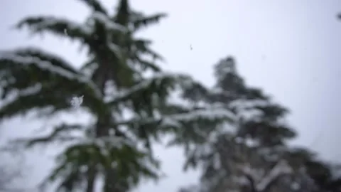 Slow motion blurry out of focus HD shot of winter day snowing on tree Stock Footage 148431986