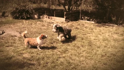 Slow motion of a bobtail running around a small dog in a vintage brown garden Stock Footage 134592941