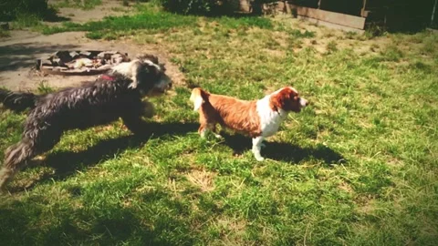 Slow motion of a bobtail running around a small dog Stock Footage 134592990