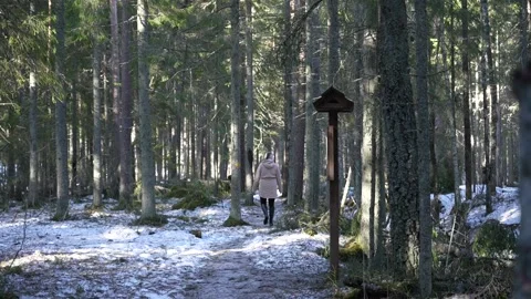 Slow motion bog tree human walking 스톡 동영상 181115677