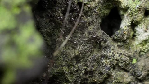 Slow Motion Bokeh Shot of Ants Walking on a Stone Surface Stock Footage 313605035