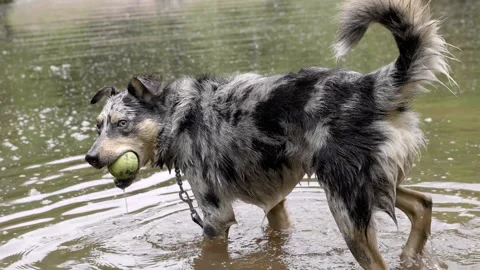 Slow motion border collie dog in a lake Stock Footage 130689343