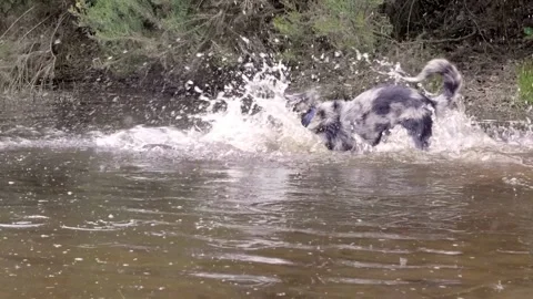 Slow motion of a Border Collie Jump Into a Lake Stock Footage 130689153