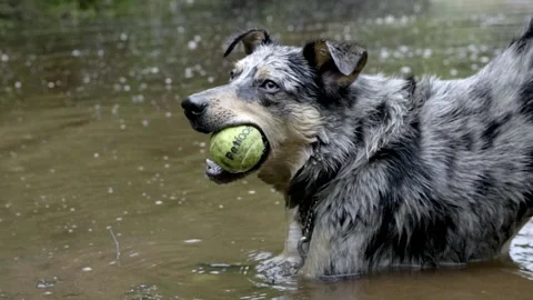 Slow motion border collie playing with a tennis ball in water Stock Footage 130689994