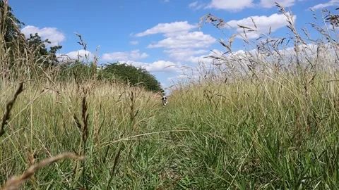 Slow Motion of Border Collie Running Through Field with Tongue Out Stock Footage 136815233