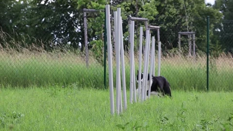 Slow Motion of Border Collie Training Agility Stock Footage 134527637