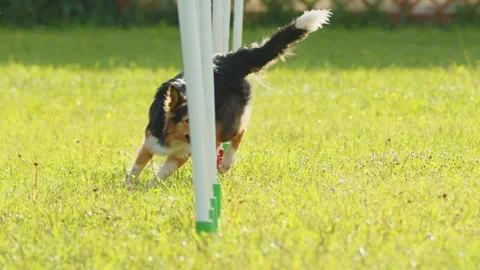 Slow Motion Border Collie Weaving Through Poles during Agility Training. Black Stock Footage 240512049