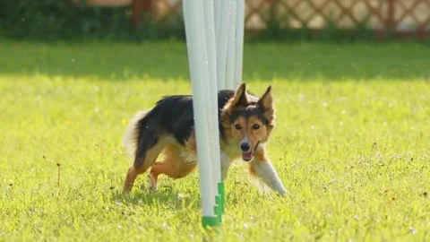 Slow Motion Border Collie Weaving Through Poles during Agility Training. Black Stock Footage 254823465