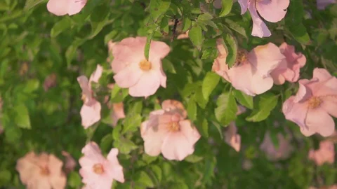 Slow motion branch with pink rose hips in the sunlight Stock Footage 90170943