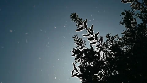 Slow-motion of branch of tree producing flying pollen at spring Video stock 152177824