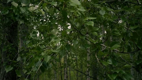 Slow motion. The branches of the poplar are swaying in the wind Stock-Footage 76518295