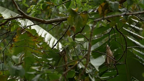 Slow motion branches with rain Video stock 128079253