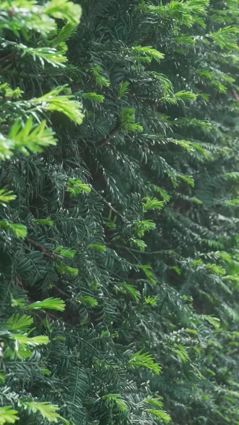 Slow Motion Branches Swaying in the Wind – Vertical Nature Shot Stock Footage 308934973