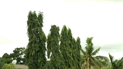 Slow Motion Breeze Stock Footage 155255462