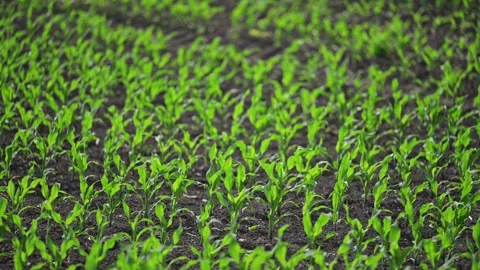 Slow motion breeze moves green corn rows in summer sun. Stock Footage 315712043