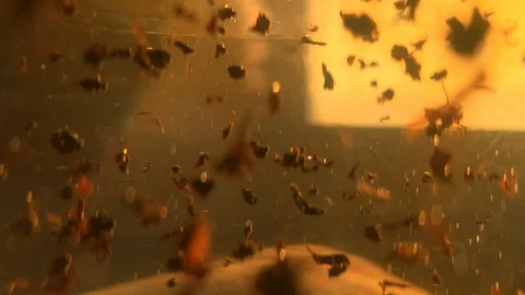 Slow motion. Brewing red tea in transparent kettle close-up. Tea stock footage Video stock 120459776