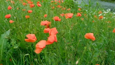 Slow motion of bright red poppy flowers blooming in green grass field. Stock Footage 337562331
