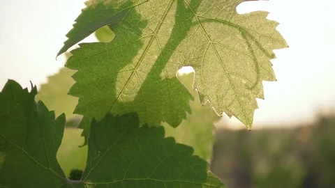 Slow motion bright sun shines on the grape leaves Stock Footage 90134309