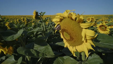 Slow motion Brintesia circe butterfly in common sunflower field 4K video Stock Footage 211772953