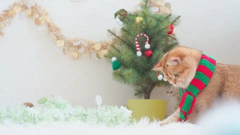 Slow motion british cat play on table with christmas and new year decorate Stock Footage 277868630