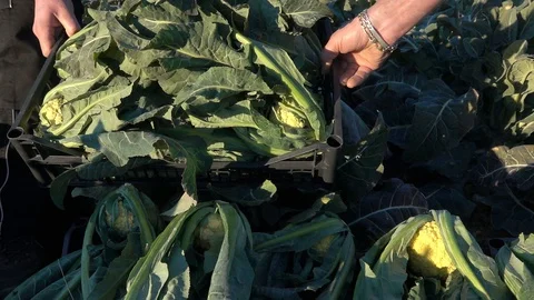 Slow motion of a Broccoli box on a Broccoli field Stock Footage 128012876