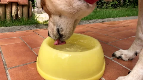 Slow motion: Brown and White Dog is drinking from a bowl in the morning Stock Footage 132943246