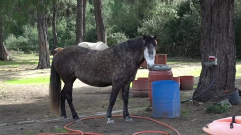 Slow motion of brown and white horse looking at the camera and then walking  Stock Footage 140509189