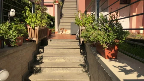 Slow motion of brown and white dog that yawns in the morning, in the garden Stock Footage 140719561