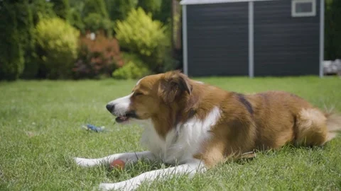 Slow motion of brown and white border collie dog chewing a grass in backyard Stock Footage 312593134