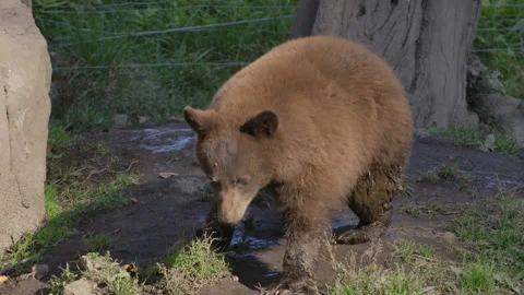 Slow motion brown bear cub eating carrot Stock Footage 140268108