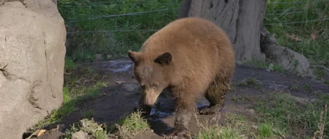 Slow motion brown bear cub eating Stock Footage 140268141