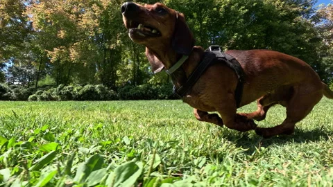 Slow motion brown dachshund running on green grass Video stock 342492091