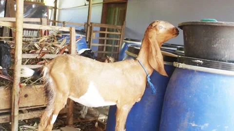 Slow motion of a brown goat standing next to a navy bucket Stock Footage 303871318