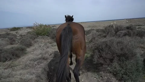Slow motion of a brown horse's back walking on the beach Stock Footage 140398630