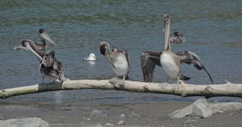 Slow Motion Brown Pelicans Preening on Driftwood Log by the Russian River Estuar Stock Footage 320082386