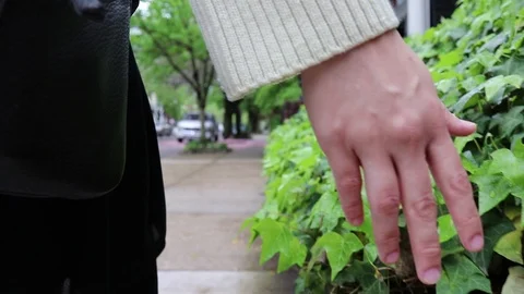Slow Motion Brushing Wet Ivy  Video stock 88969947