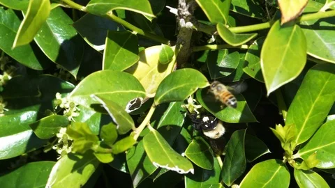 Slow Motion Bubble Bee and Honey Bee Climbing Around Green Leaves Stock-Footage 107196066